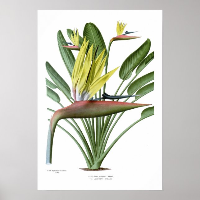 Strelitzia reginae poster (Vorne)