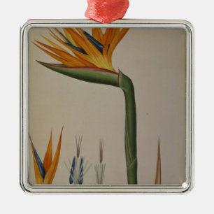 Strelitzia Reginae, von 'Les Strelitziacees Silbernes Ornament