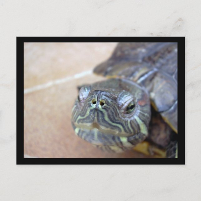 Strelka schließt postkarte (Vorderseite)