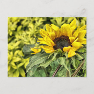 Streng an der Sonne ... Postkarte