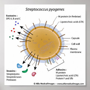 Strep pyogenes beschriftet Diagramm. Poster