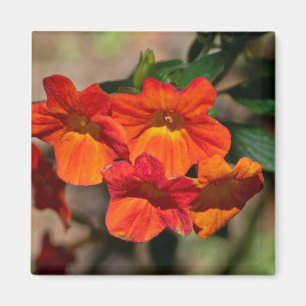 Streptosolen jamesonii Feuer Bush Blume Magnet