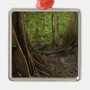 Stress Roots. Regenwald, Mapari Rupuni, 2 Silbernes Ornament