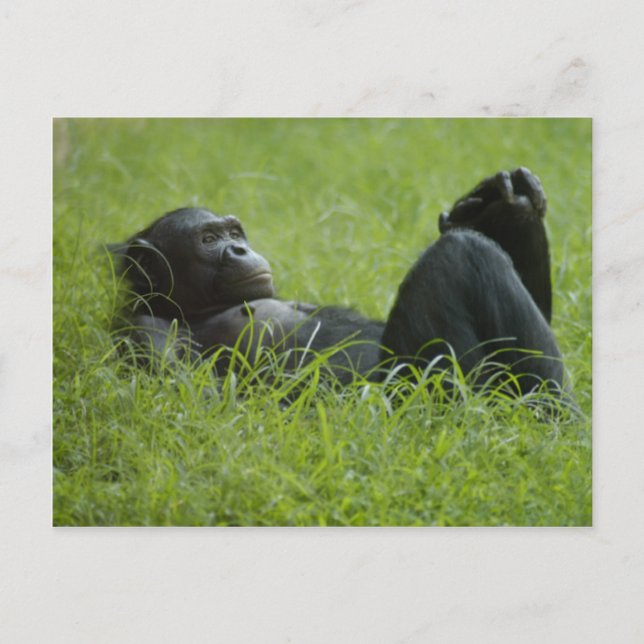 Stressabbau Postkarte (Vorderseite)