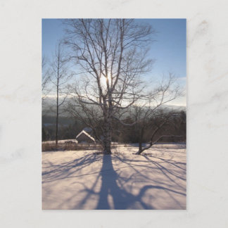 Stretchbirke Postkarte