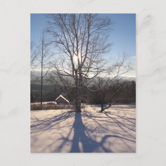 Stretchbirke Postkarte (Vorderseite)