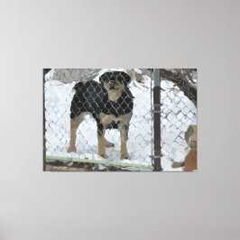 Stretched Canvas Print Hund hinter Zaun Leinwanddruck