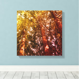 Stretchierte Canvas Print, in Redwoods Leinwanddruck