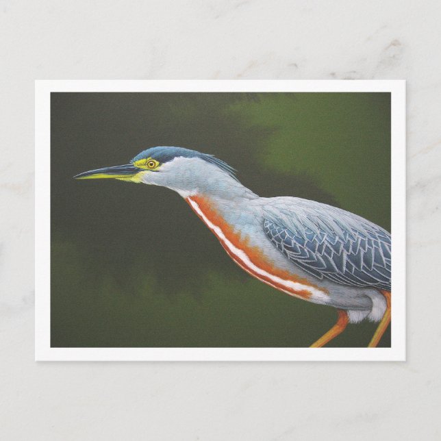 Striated Heron Postkarte (Vorderseite)