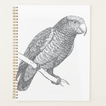 Strichzeichnung von Papagei (Grau) Kunstwerk