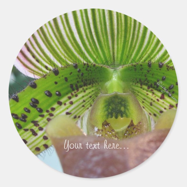 Strickgrüner Slipper Orchid-Umschlag Aufkleber (Vorderseite)