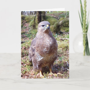 Striking Gewöhnlicher Mäusebussard Raubvogel Portr Karte