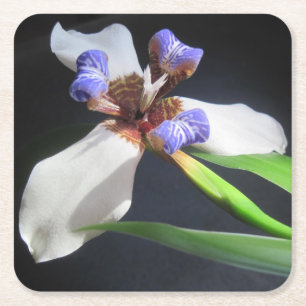 Strikter Iris Party Untersetzer