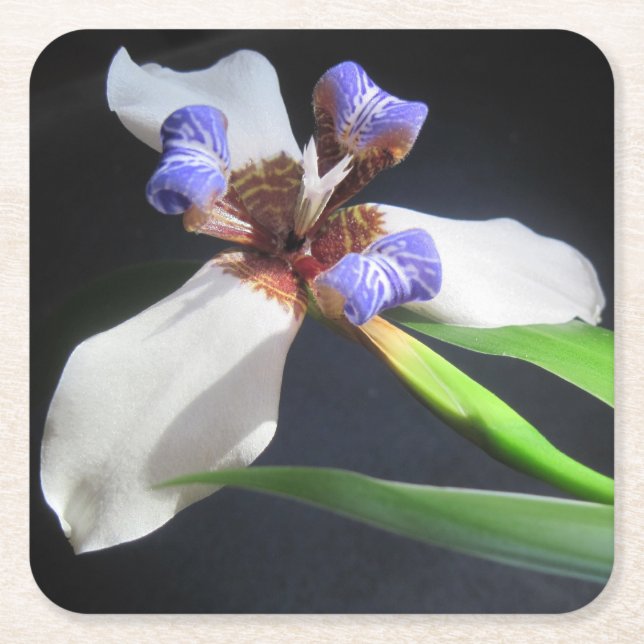 Strikter Iris Party Untersetzer (Vorderseite)