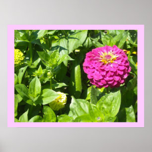 Strikter Rosa Zinnia Poster