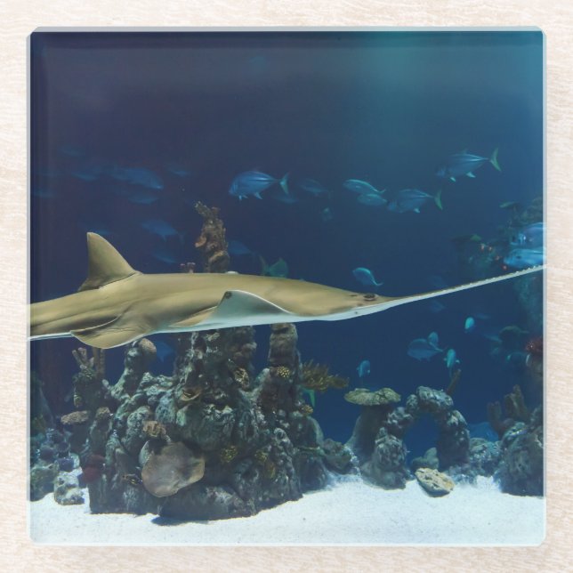 Strikter Sawfish Glasuntersetzer (Vorderseite)