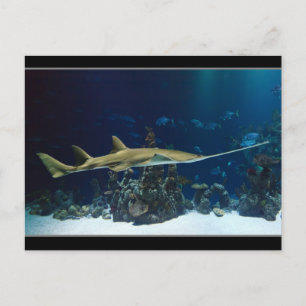 Strikter Sawfish Postkarte