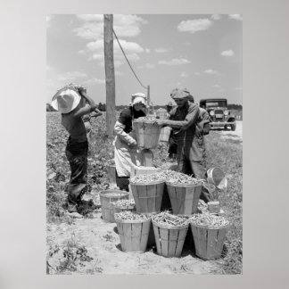 String Bean Pickers in Maryland: 1937 Poster