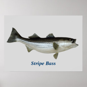 Strip Bass Poster