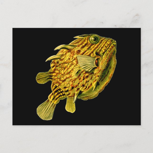 Strip Cowfish Ernst Haeckel Kunst Postkarte (Vorderseite)