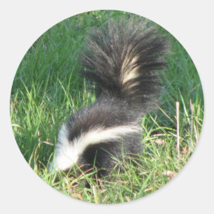Strip Skunk Sticker