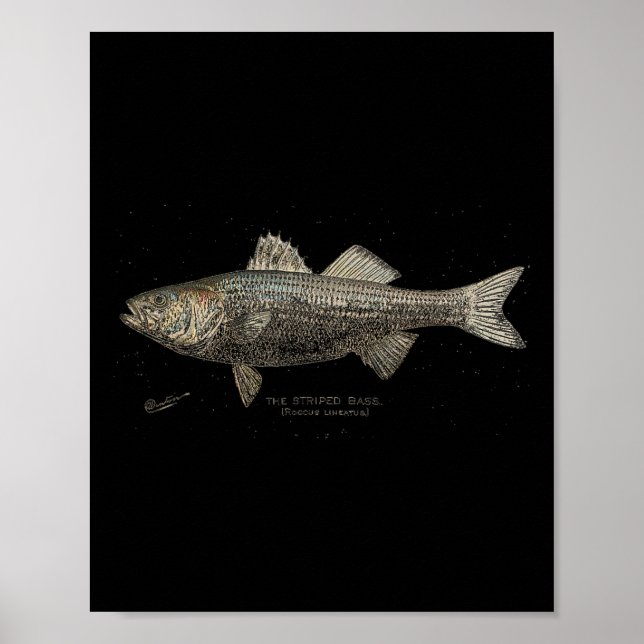 Striped B Fishing  Poster (Vorne)