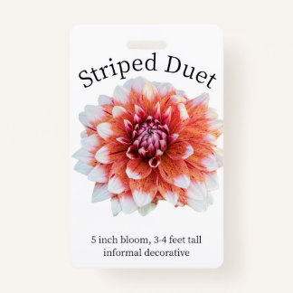 Striped Duet Dahlia ID Abzeichen Ausweis