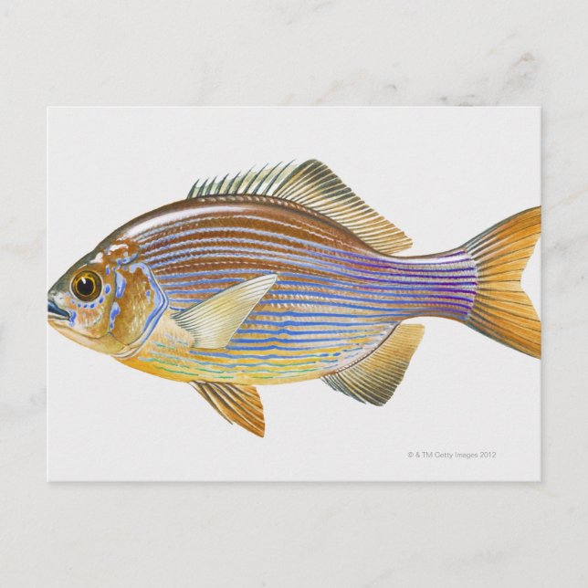 Striped Seaperch Postkarte (Vorderseite)