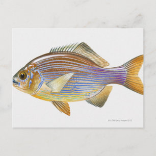 Striped Seaperch Postkarte
