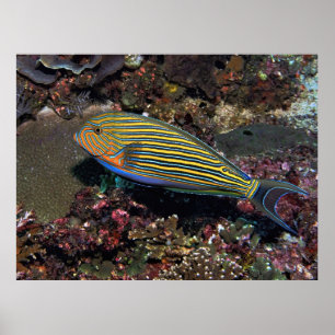 Striped Surgeonfish Poster