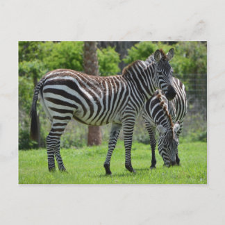 Stripes go with Everything! Postkarte