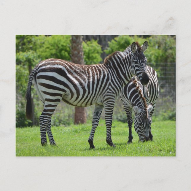 Stripes go with Everything! Postkarte (Vorderseite)