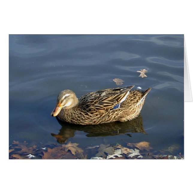 Stripey-Duck-Karte (Vorderseite (Horizontal))