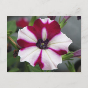 Stripped Lila Petunia Postkarte