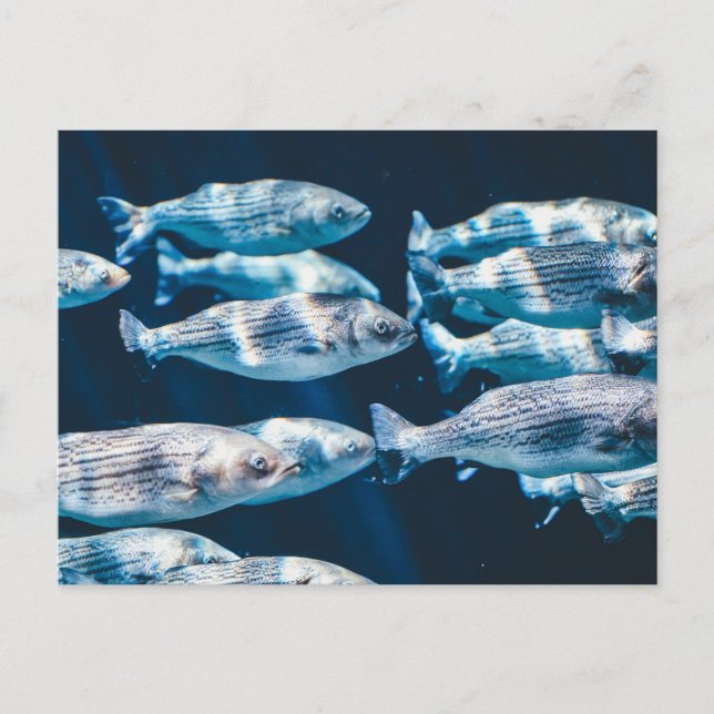 Stripte Bass School Postkarte (Vorderseite)