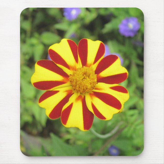 Striptes französisches Marigold-Foto Mousepad (Vorne)