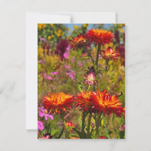 Strohblumen Postkarte