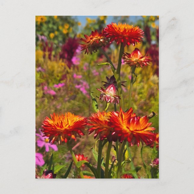 Strohblumen Postkarte (Vorderseite)