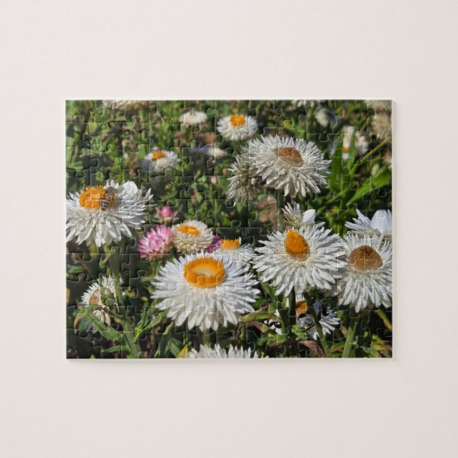 Strohblumen Puzzle (Horizontal)