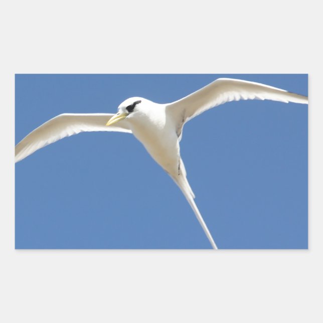 Strohvogel in Mauritius Rechteckiger Aufkleber (Vorderseite)