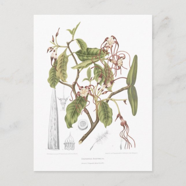 Strophanthus dichotomus postkarte (Vorderseite)