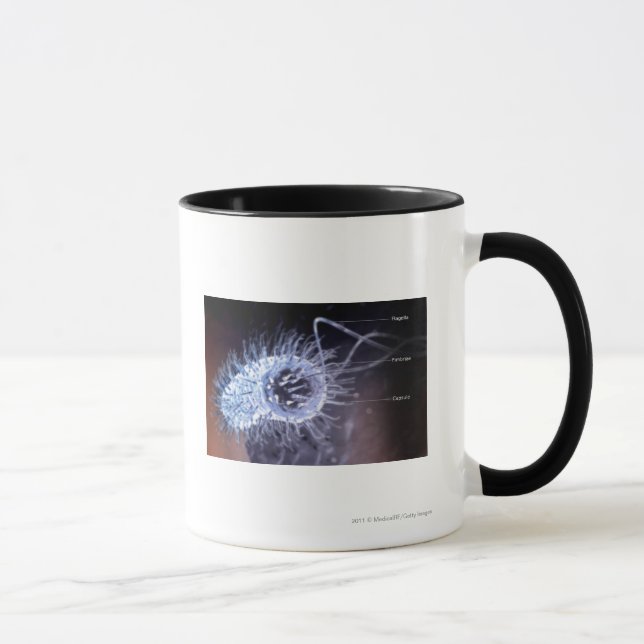 Struktur einer helicobacter Pförtnerzelle Tasse (Rechts)