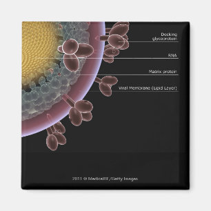 Struktur einer HIV-Zelle Magnet