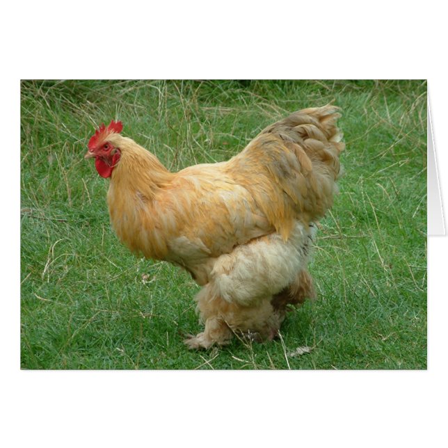 Strut mein Stuff (Vorderseite (Horizontal))