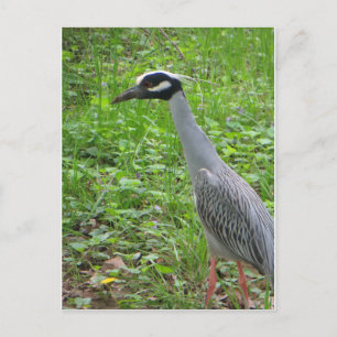 Strutting Heron Postkarte
