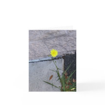 Stubborn Beauty 2 auf einer Notenkarte