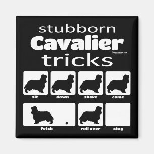 Stubborn Cavalier Tricks Magnet