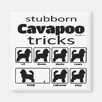 Stubborn Cavapoo Tricks