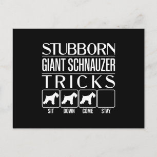 Stubborn, Riesenschnauzer, Funny Giant Schna Postkarte