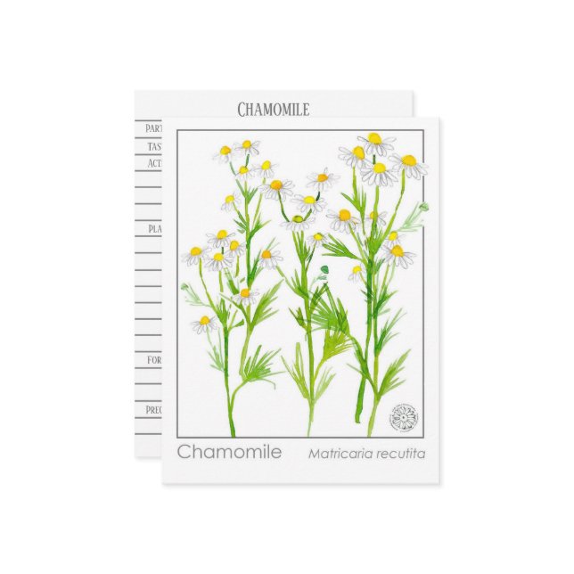 Studentenkarte für Kamille Postkarte (Vorderseite/Rückseite Beispiel)